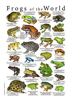 Amphibien Drucke: Frosche der Welt Poster