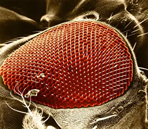 Compound Eye SEM Drucke: Fruit Fly Eye, under a microscope (SEM)