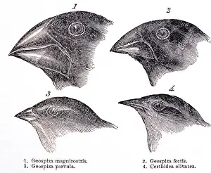 Galapagos Islands Animals Drucke: Galapagos Finches