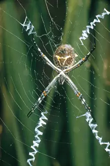 Garten spinne