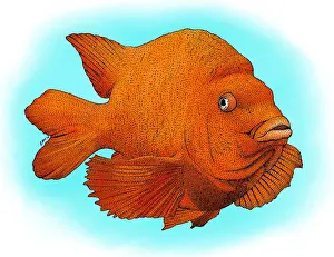 Pacific Ocean Animals Drucke: Garibaldi Fish