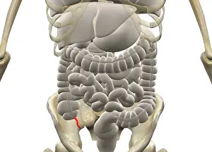 Gastrointestinal Tract Diagram Drucke: Gastrointestinal system with Appendix