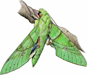 Wildlife Illustrations Drucke: Gaudy sphinx moth