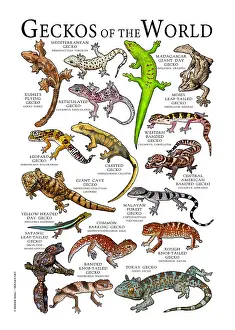Geckos der Welt