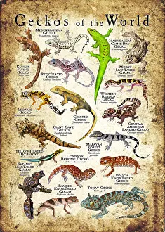 Geckos der Welt