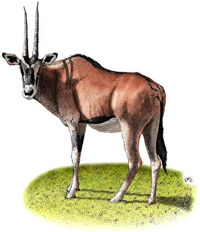 Mammal Illustrations Drucke: Gemsbok