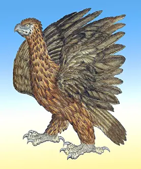 Gessner, Adler, 16. Jahrhundert
