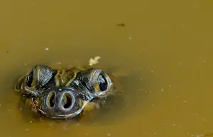 Gerahmter Druck : Riesenschildkröte des Amazonas