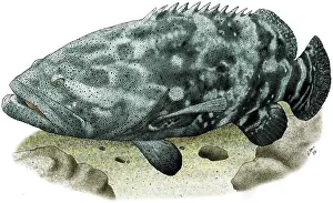 Endangered Sea Creatures Drucke: Giant Grouper