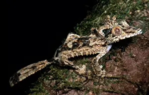 Camouflaged Reptiles Drucke: Giant Leaf Tail Gecko