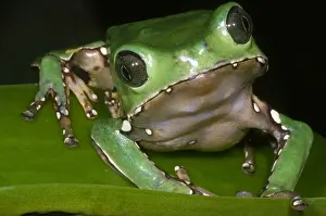 Riesengroßer Affenfrosch