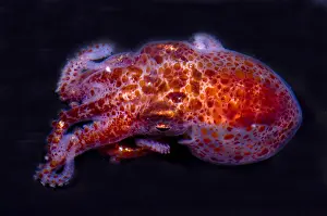 Pacific Ocean Creatures Drucke: Giant Pacific Octopus