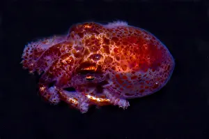 Sea Creatures Drucke: Giant Pacific Octopus