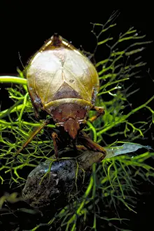 Wildlife Nature Photos Drucke: Giant Water Bug with Tadpole