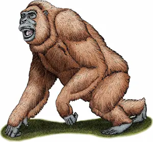 Mammal Artwork Drucke: Gigantopithecus