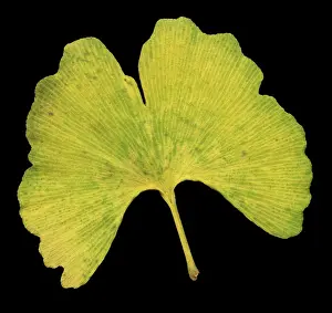 Fall Foliage Colors Drucke: Ginkgo Leaf