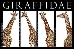 Giraffen, Poster