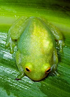 Central American Frogs Drucke: Glass Frog