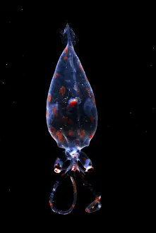 Cephalopod Species Drucke: Glass Squid