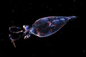 Deep Sea Creatures Drucke: Glass Squid