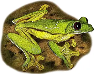 Hylidae Family Frogs Drucke: Gliding Tree Frog, Illustration