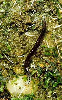Invertebrate Animals Drucke: Glowworm