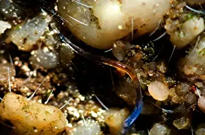 Gerahmter Druck : Glowworm. Eine Vielzahl von Weichtieren wird als Glühwurm bezeichnet Gerahmter Druck : Glowworm. Eine Vielzahl von Weichtieren wird als Glühwurm bezeichnet