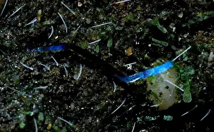 Gerahmter Druck : Glowworm. Eine Vielzahl von Weichtieren wird als Glühwurm bezeichnet Gerahmter Druck : Glowworm. Eine Vielzahl von Weichtieren wird als Glühwurm bezeichnet