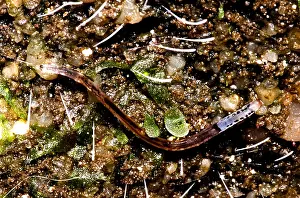 Gerahmter Druck : Glowworm. Eine Vielzahl von Weichtieren wird als Glühwürmchen bezeichnet