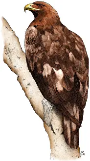 American Wildlife Art Drucke: Golden Eagle