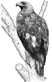 American Wildlife Art Drucke: Golden Eagle
