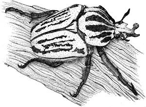 Black And White Insects Drucke: Goliath Beetle
