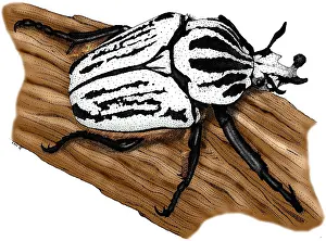 Animal Illustrations Online Drucke: Goliath Beetle