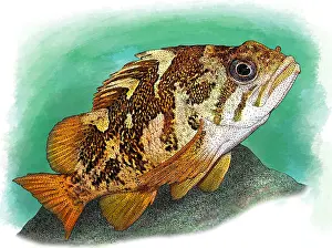 Marine Life Artwork Drucke: Gopher Rockfish