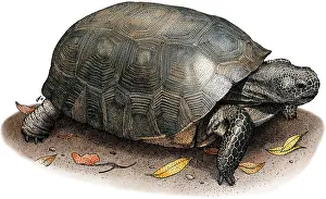 Gopher Tortoise