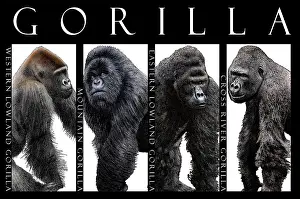 Mammal Artwork Drucke: Gorillas, Poster