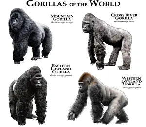 Wildlife Illustrations Drucke: Gorillas of the World