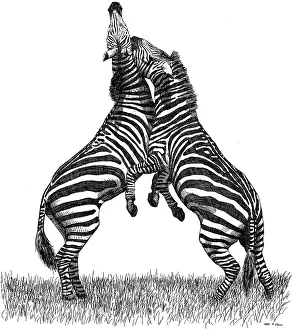 Ngorongoro Conservation Area Drucke: Grant's Zebras