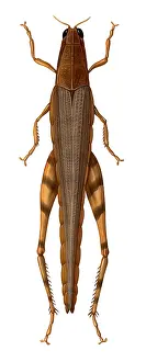 Insect Illustration Drucke: Grasshopper