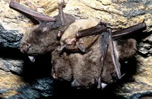Endangered Mammals Drucke: Gray Bats
