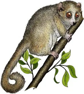 African Wildlife Art Drucke: Gray Mouse Lemur