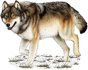 Gray Wolf Illustration Drucke: Gray or Timber Wolf