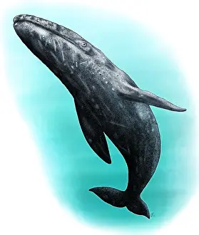 Ocean Wildlife Art Drucke: Gray Whale