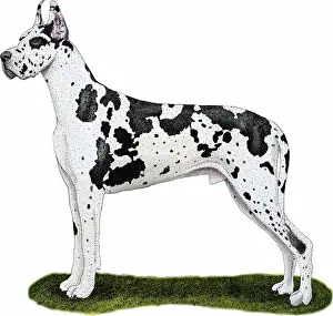 Canis Lupus Familiaris Drucke: Great Dane