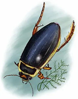 Coleoptera Species Drucke: Great diving beetle