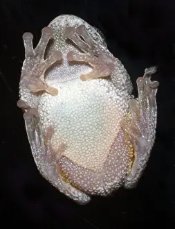 Tree Frog Species Drucke: Greater gray tree frog