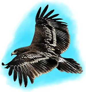 Gerahmter Druck : Großer Schreiadler Gerahmter Druck : Großer Schreiadler