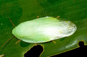 Amazon Rainforest Insects Drucke: Green Cockroach