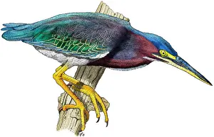 Ciconiiformes Bird Species Drucke: Green Heron