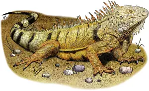 South American Wildlife Art Drucke: Green Iguana
